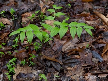 Plant form